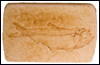 Replica fossil fish - Diplomystus dentatus